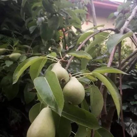 In *